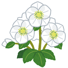 flower_christmas_rose.png